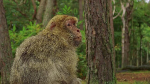 A Barbary macaque sits pensively in a lush forest, turning its head and looking around. A monkey surrounded by tall trees and rich greenery in a serene natural habitat.