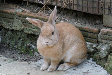 Cute small brown furry wild bunny in front of cement background