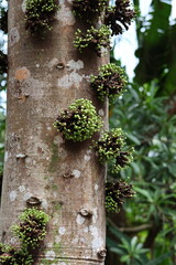 Green Figs – Fruits (Figs) growing on the Common red stem-fig (Ficus variegata). The edible figs (fruits) have many small flowers within them which are pollinated by tiny wasps.