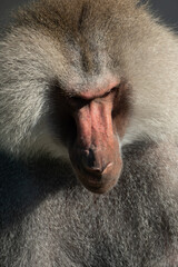 Baboon Portrait Zoo Animal Closeup. A hamadryas baboon stares intensely at the camera, its long,...