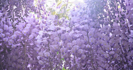 天神藤と木漏れ日 / Tenjin Wisteria and Sunlight through Leaves