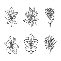 Delicate Roselle plant outline drawing natural floral vector