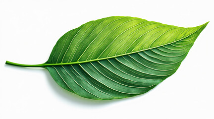 Obraz premium Detailed Close-Up of a Fresh Green Leaf with Intricate Veins on a White Background