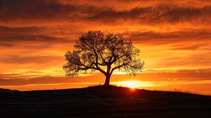 Fototapeta premium Silhouetted tree at fiery sunset