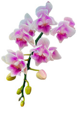 Fototapeta premium pink orchid isolated on white background