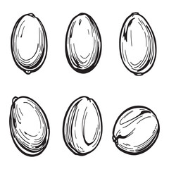 hand drawn olive outline natural organic vector art