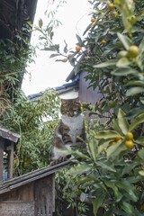 猫