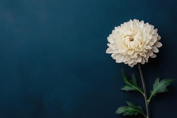 Single white chrysanthemum against deep teal backdrop