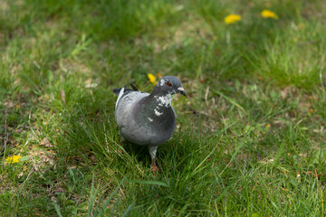 A Pigeon Walking on Lush Green Grass Surrounded by Bright Yellow Dandelions in the Background