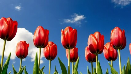 Vibrant red tulips reach towards a clear blue sky dotted with fluffy white clouds - Powered by Adobe