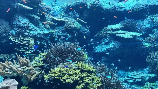 沖縄美ら海水族館