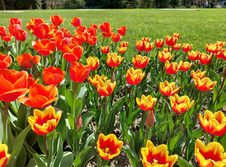 red and yellow tulips are blooming in park. Flowerbed at springtime