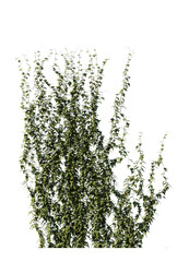 Climbing creeper ivy plant isolated png on transparent background premium cutout. Creepers branches with ivy leaves, lush climbing plants