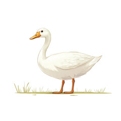 Obraz premium Isolated duck on white background. 