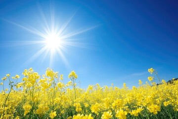 Bright sun over a field of yellow flowers