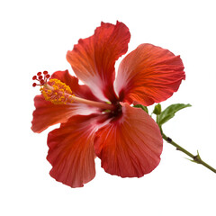 Red Hibiscus Flower Isolated on white Background