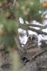 a young long eared owl in a tree