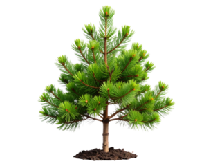 Young pine tree sapling with fresh green needles natural reforestation concept isolated on transparent background PNG