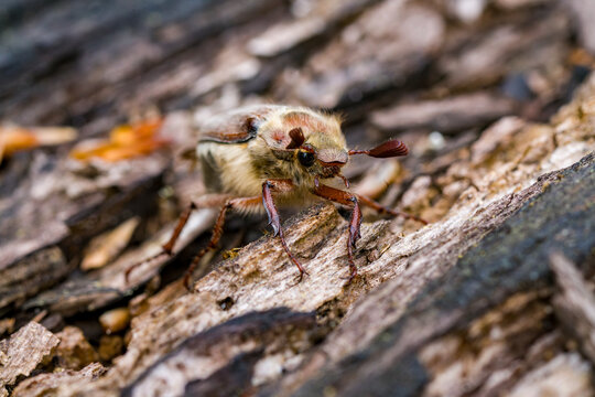 Meikever op dood hout in voorjaarsbos &ndash; May beetle on decaying wood in spring forest
