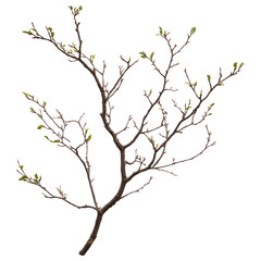 Fototapeta premium Transparent Branch with Fresh Green Leaves on a White Background