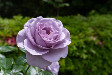 バラ・薔薇・バラ園