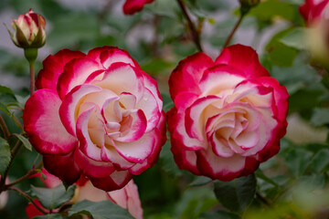 バラ・薔薇・バラ園