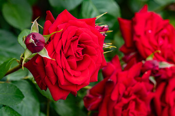 バラ・薔薇・バラ園