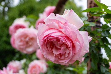 バラ・薔薇・バラ園