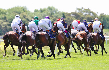 Caballos y jinetes con chaquetillas de colores galopando a máxima velocidad en la curva del hipódromo