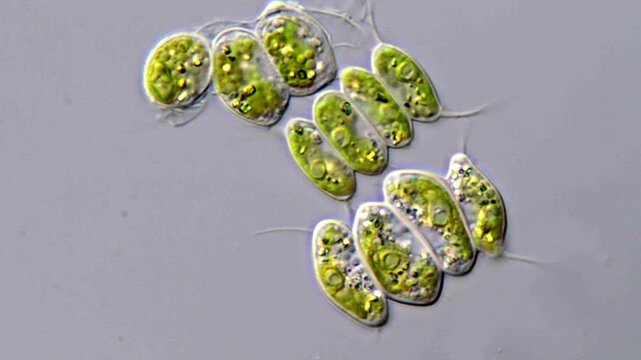 Scenedesmus green algae under microscope view