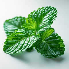 fresh green mint