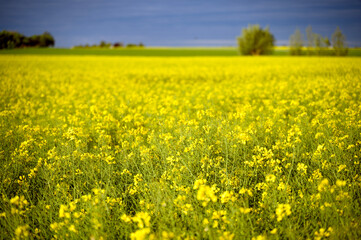 Obraz premium Beautiful raps field and a stormy dark sky. Agriculture. Skane, Sweden 2025