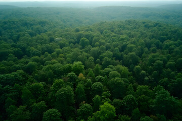 Green forest aerial view