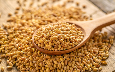 Obraz premium Golden brown wheat grains fill the frame, scooped by a light beige wooden spoon. Uniform 1-2mm grains with a matte, slightly glossy surface under bright, even lighting.