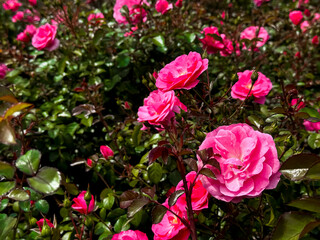 Vibrant pink roses blooming in lush green garden
