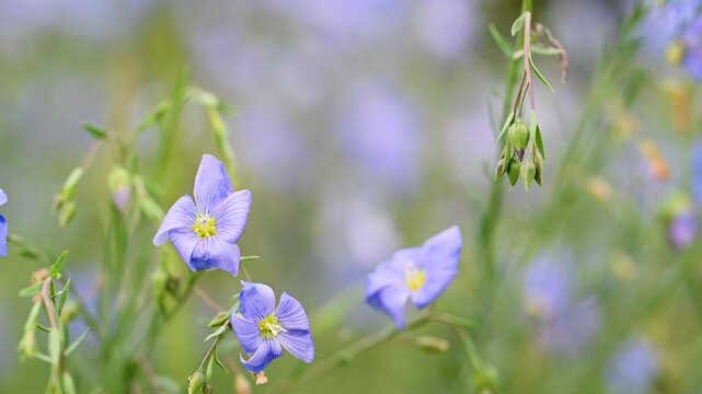 video of flax flowers in a meadow