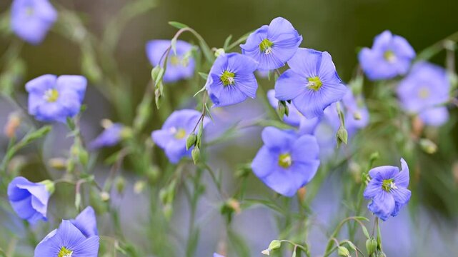video of flax flowers in a meadow