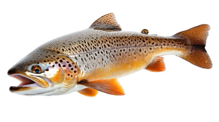 Obraz premium brown trout fish isolated on white background