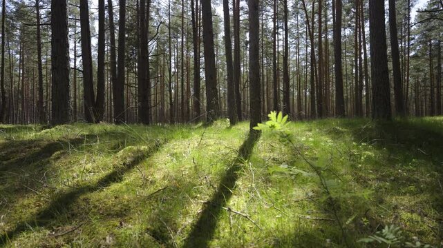 Walk through coniferous forests in the sand dunes of the Baltic. A popular place for active recreation of residents and tourists in Latvia. High quality 4k footage