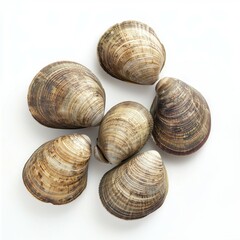 Seven Hard Shell Clams Arranged on White Surface Background Food