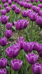 Fototapeta premium A vibrant cluster of purple tulips in full bloom , vivid, photography
