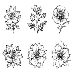 Minimalist Roselle botanical sketch vector art style