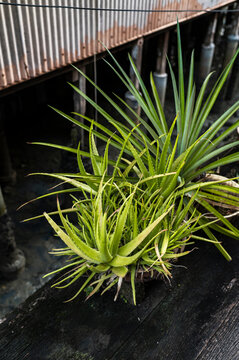 Aloe vera plant on wood deck over water, Chew Jetty, Malaysia