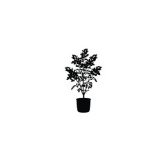 Silhouette of potted plant on white background