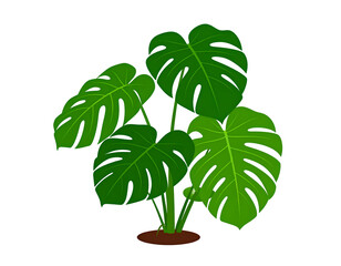 Obraz premium Lush Monstera plant illustration