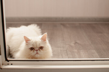 Portrait of a white Persian cat on the floor in the room. Indoors. Horizontal format. Colour. Photo.
