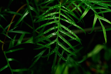 close up of Philodendron polypodioides leaves, tropical plants, indoor garden, dark foliage wallpaper, greenery.