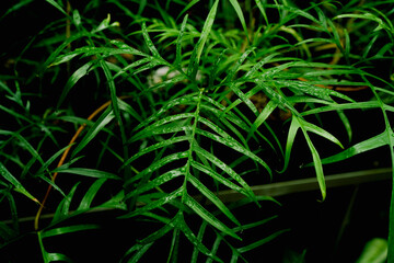Fototapeta premium close up of Philodendron polypodioides leaves, tropical plants, indoor garden, dark foliage wallpaper, greenery.