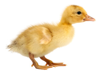 Duckling isolated on white background