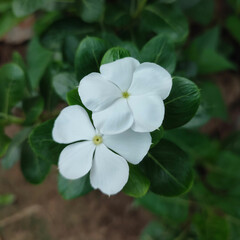 white flowers in the garden